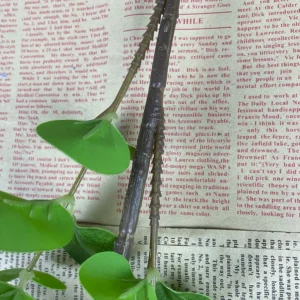 Close-up of stem detail for artificial 3d eucalyptus branch