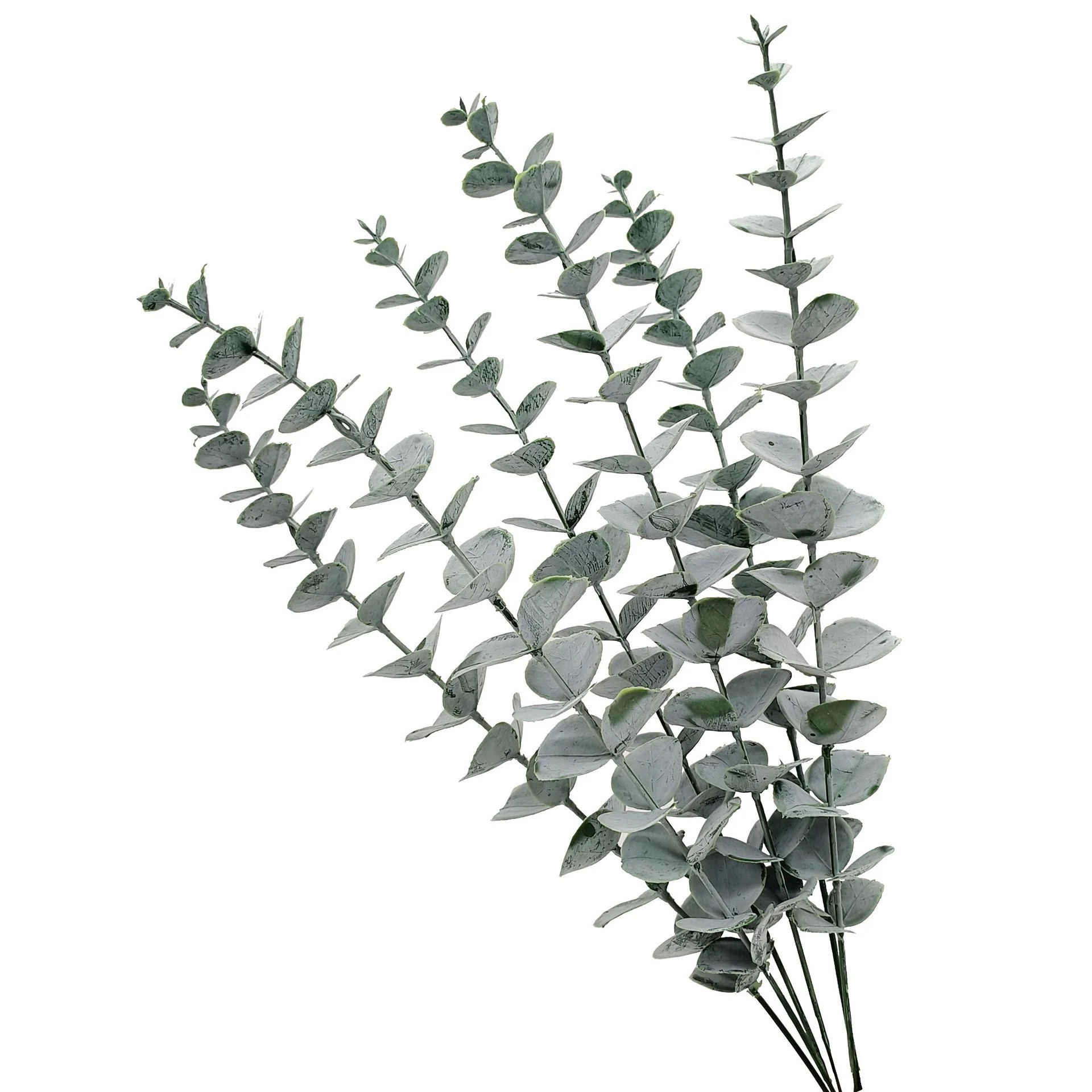 Close-up of grey-green round leaves on multiple artificial baby silver dollar eucalyptus stems