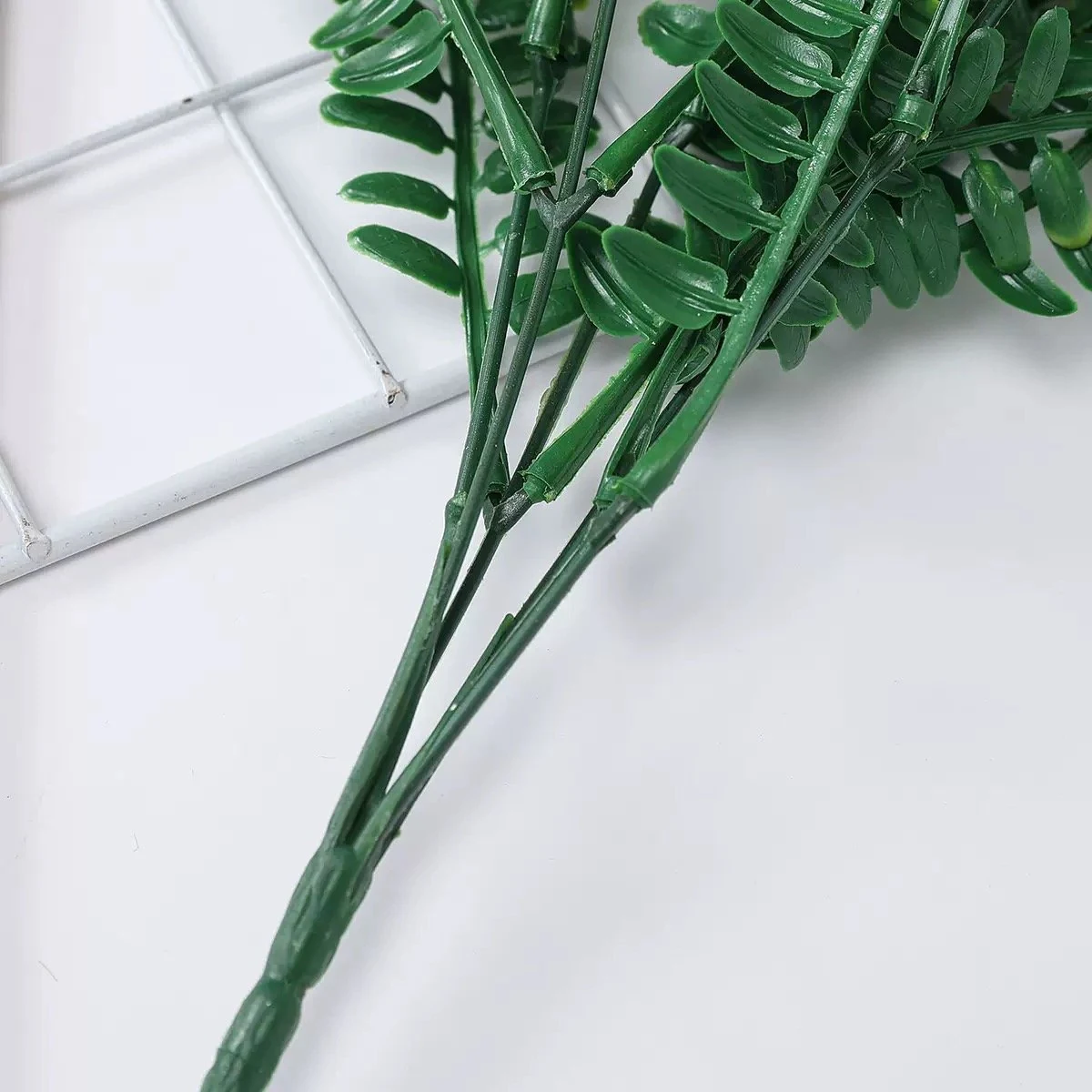 Close-up of multiple fern stems joined to a shared lower insertion stem