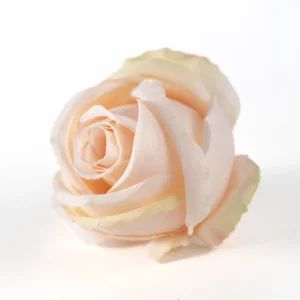 Champagne artificial Classic Rose Flower Head, 5 cm