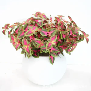 Artificial Coleus Bush displayed for decorative use
