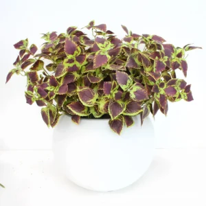 Artificial Coleus Bush displayed for decorative use