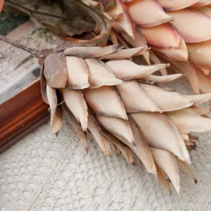 Close-up of flower artificial dried king protea stem