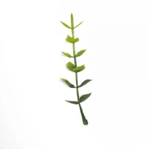 Artificial Eucalyptus Leaf Pick, 9 cm