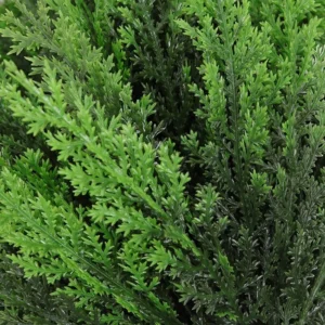 Close-up of rounded artificial evergreen bush foliage