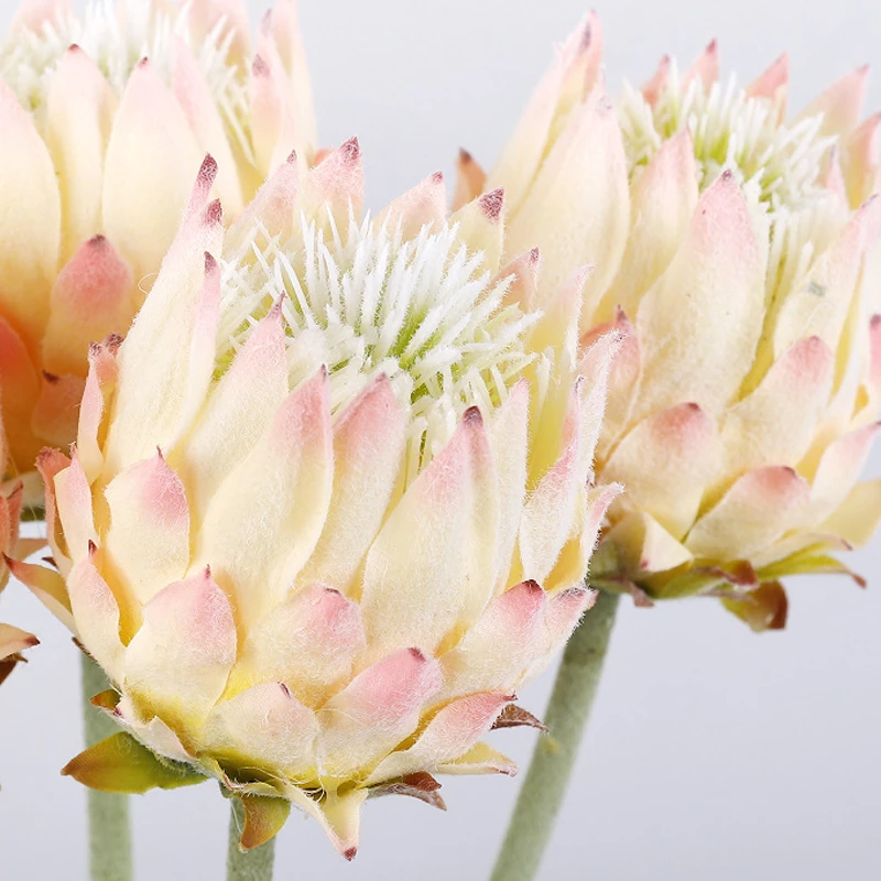 Close-up of cream artificial king protea flower stem