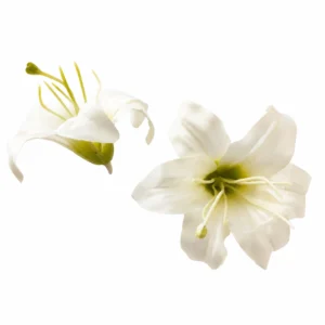 Close-up of white artificial Lily Flower Head back