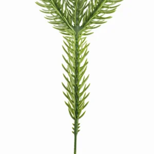 Stem detail on artificial Norfolk pine branch