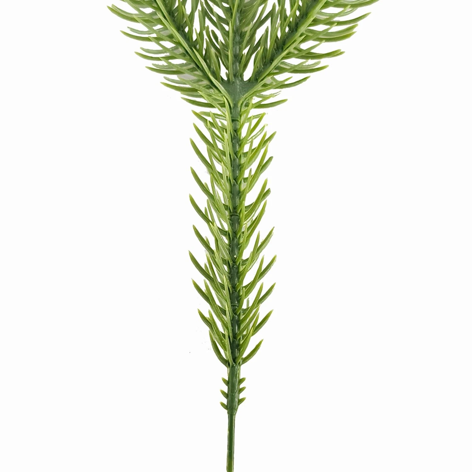 Stem detail on artificial Norfolk pine branch