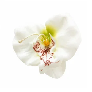 White artificial Phalaenopsis Orchid Flower Head, 7 cm