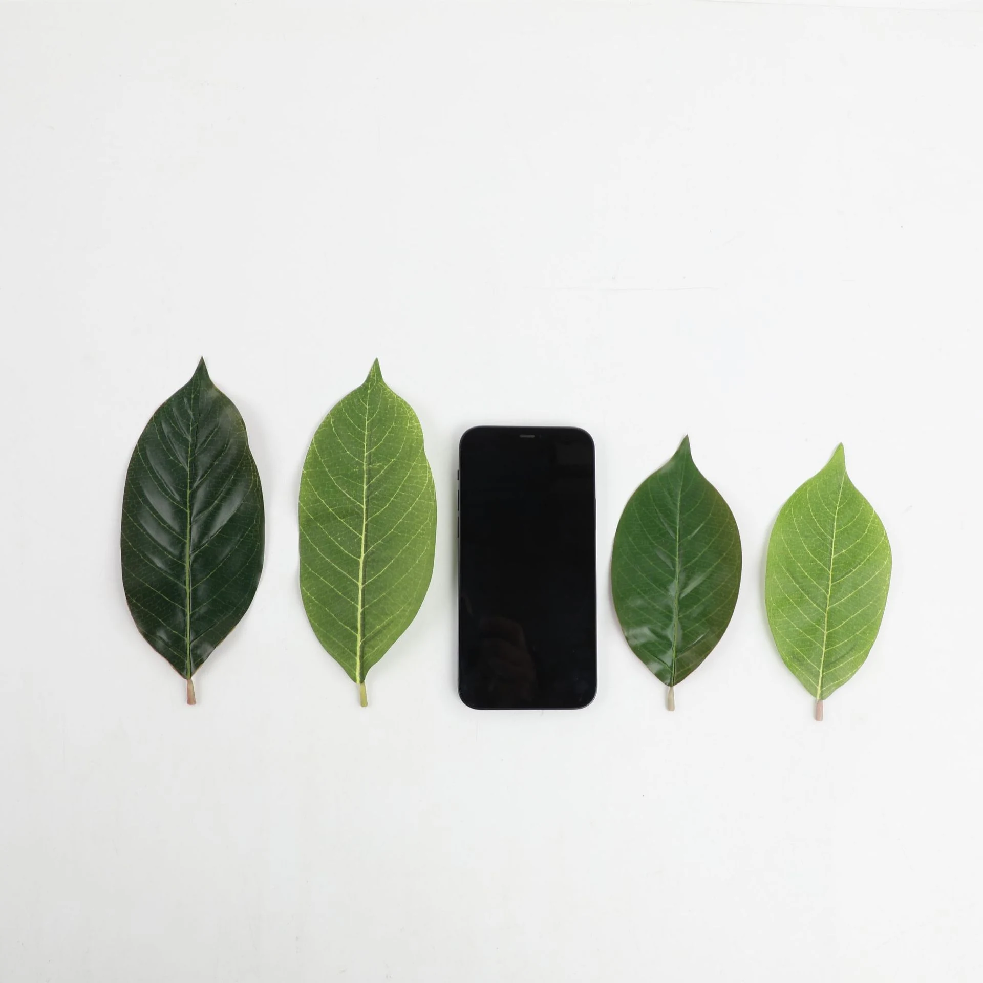 Size diagram for leaf size comparison artificial pu magnolia leaves