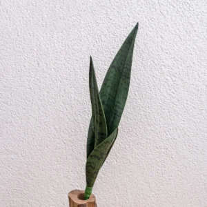 Alternate view of dark green artificial snake plant leaf insert