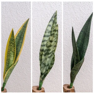Available styles of artificial snake plant leaf insert