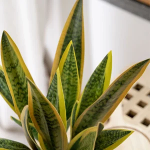 Close-up of yellow edge artificial snake plant leaf insert