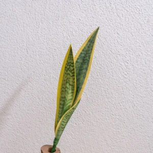 Yellow Edge artificial snake plant leaf insert