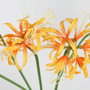 Close-up of orange artificial spider lily flower stem