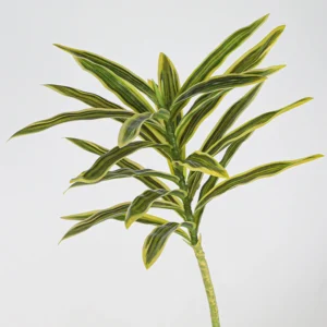 Close-up of yellow striped artificial variegated dracaena leaf stem collection