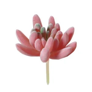 Paddle Leaf assorted pink artificial succulent picks