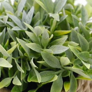 Close-up of narrow leaf detail for mini potted artificial eucalyptus plant set