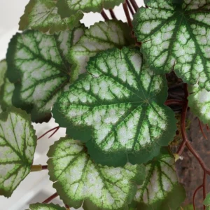 Close-up of green leaf detail for potted artificial coral bells plant