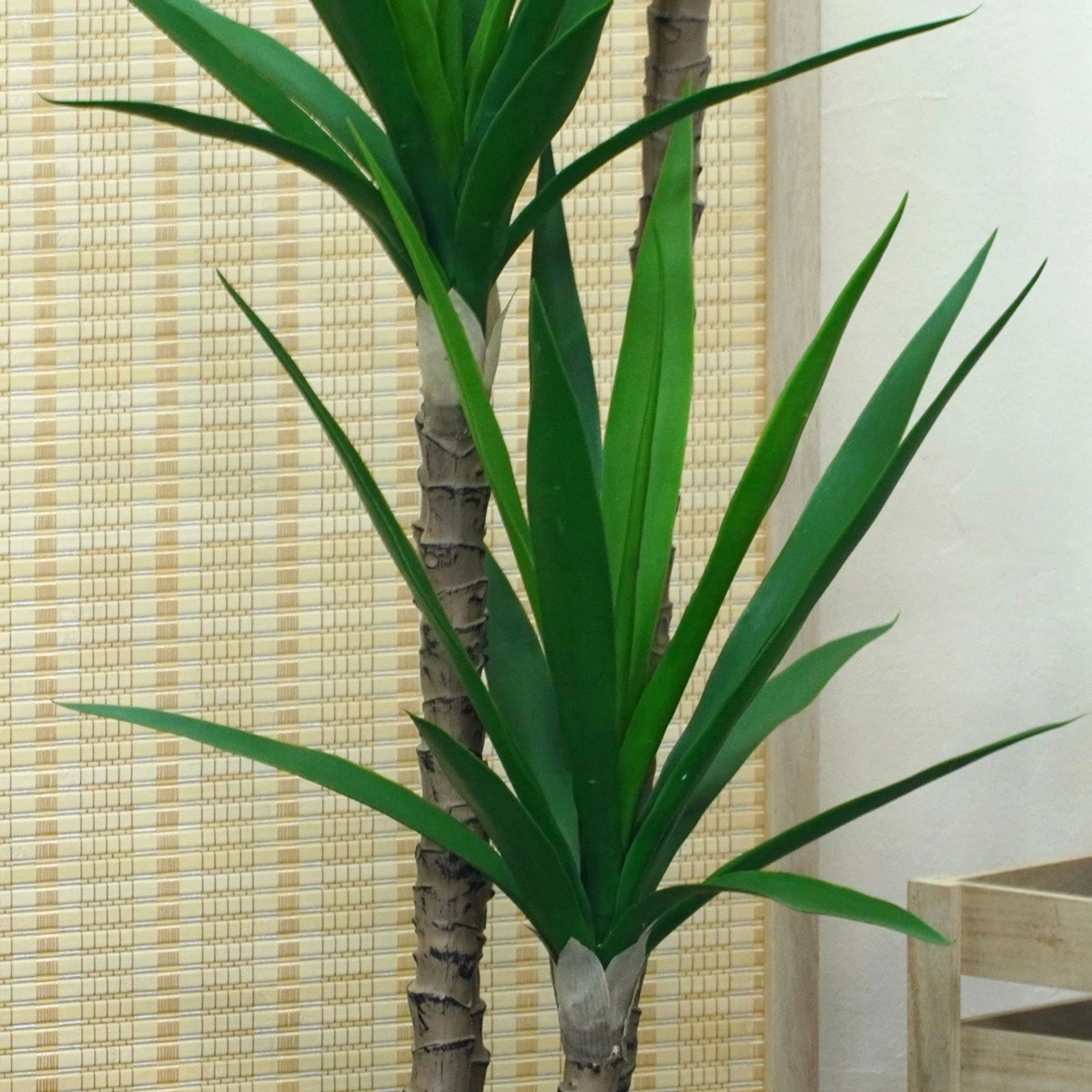 Close-up of potted artificial yucca tree collection